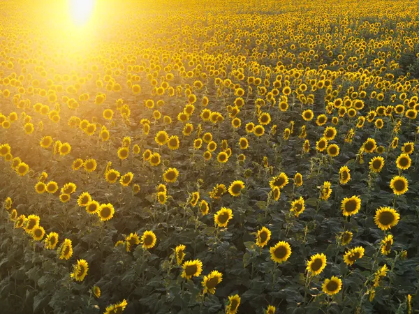 Sunflower field. — Stock Photo, Image