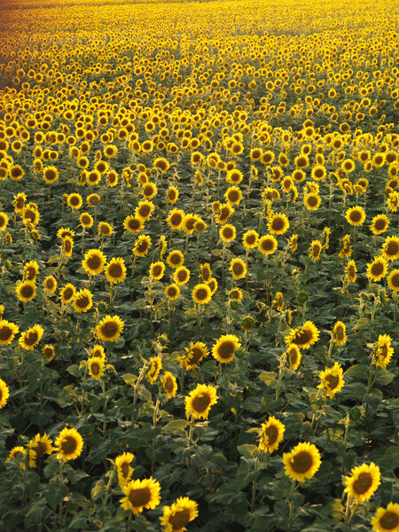 Подсолнух
.