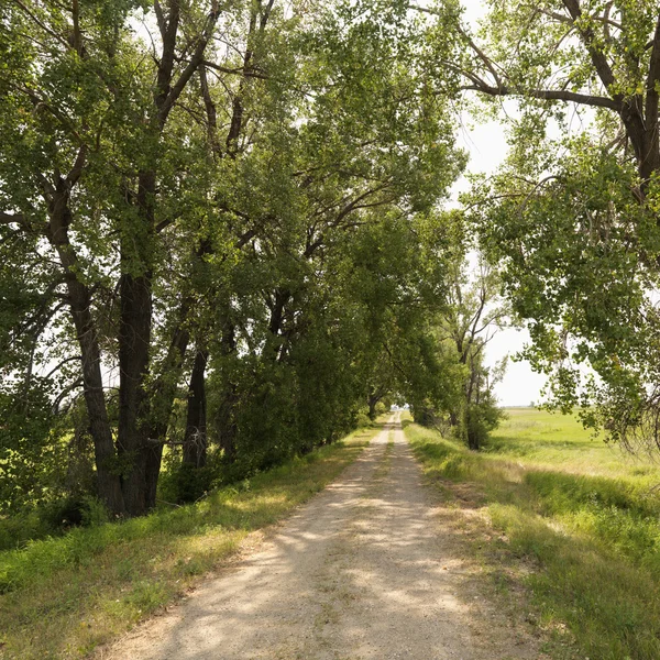 Rural country road. — Stock Photo, Image
