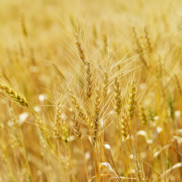 Campo de trigo. —  Fotos de Stock