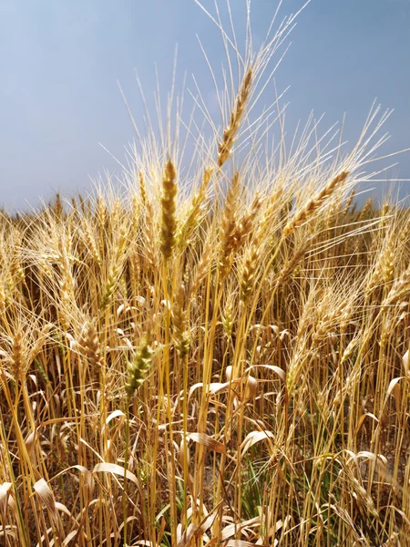 Buğday tarlası. — Stok fotoğraf