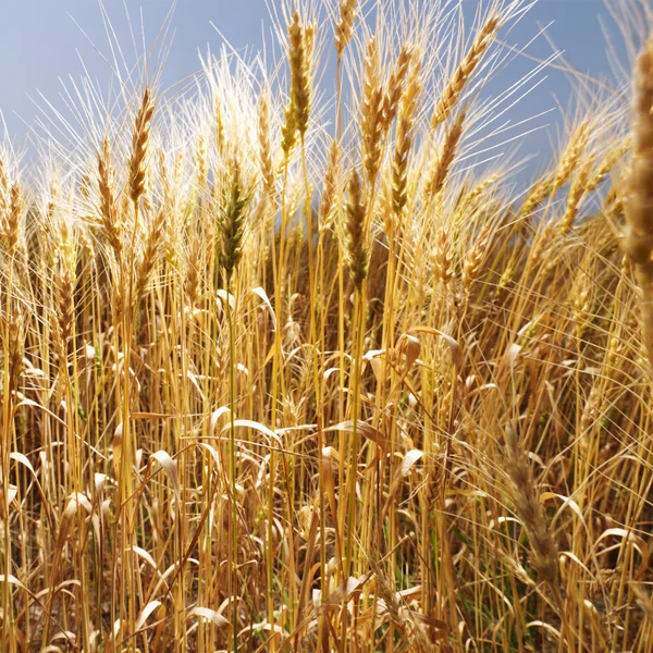 Pole pšenice. — Stock fotografie