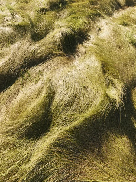 波状の草. — ストック写真