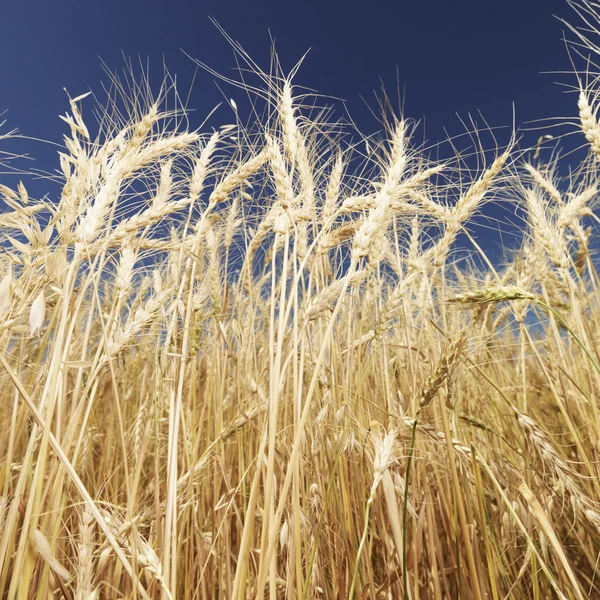 Pšenice a modrá obloha. — Stock fotografie
