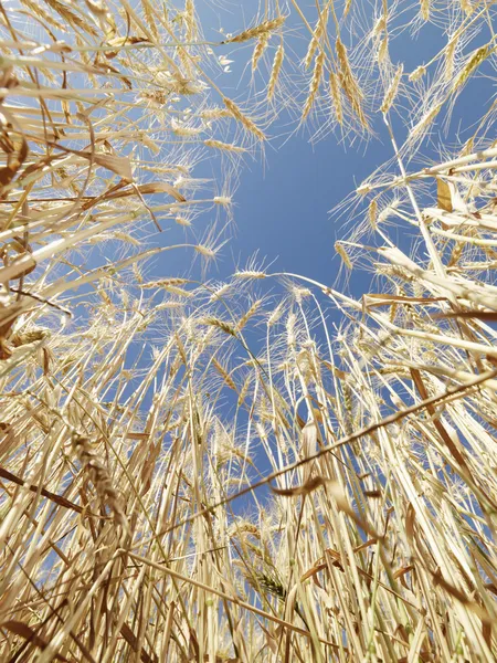 Pšenice v modré obloze. — Stock fotografie