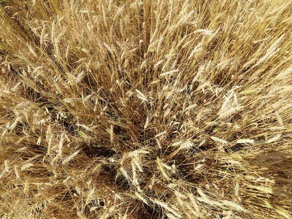 Поля пшениці . — стокове фото