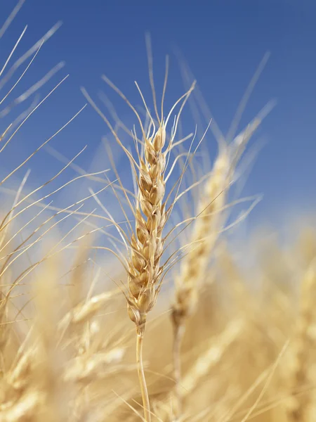 Primer plano del trigo . —  Fotos de Stock