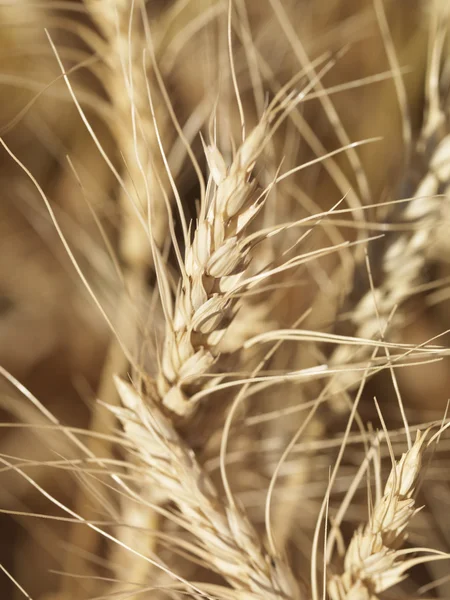 Zblízka pšenice. — Stock fotografie