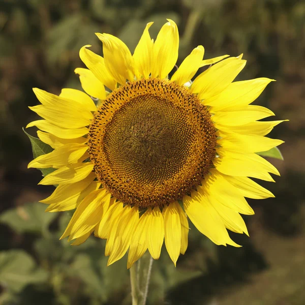 Žluté slunečnice. — Stock fotografie