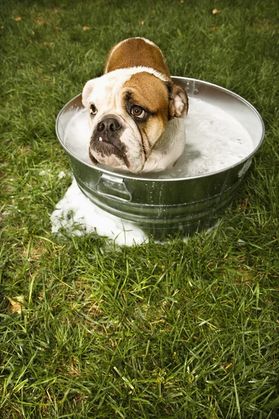 Bulldog i badet. — Stockfoto