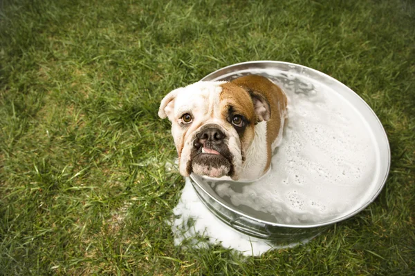 Bulldog bath. — Stock Photo, Image