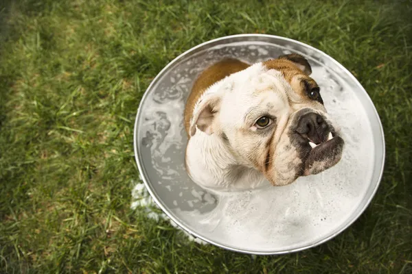 Bulldog em banho . — Fotografia de Stock