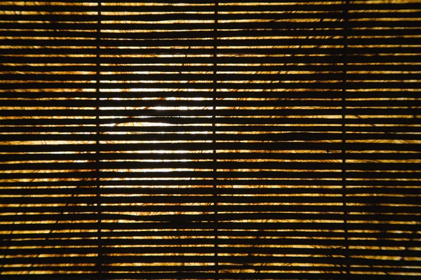 Sombras de bambú . —  Fotos de Stock