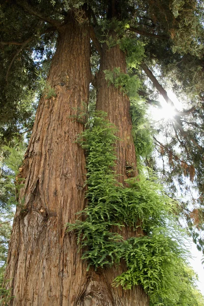 Redwood sequoia büyüme ile. — Stok fotoğraf