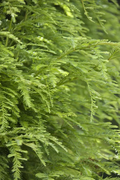 Зеленые насаждения на секвойе — стоковое фото