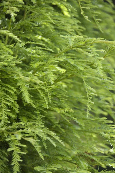 Verde sull'albero di sequoia — Foto Stock