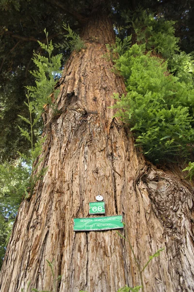 Redwood sequoia işareti ile — Stok fotoğraf