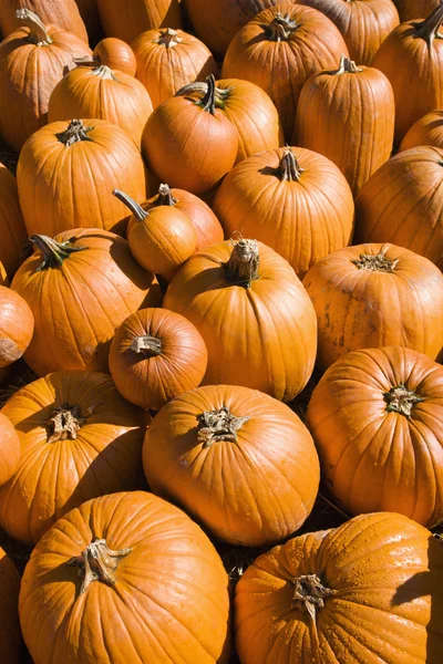 Pile of pumpkins. — Stock Photo, Image