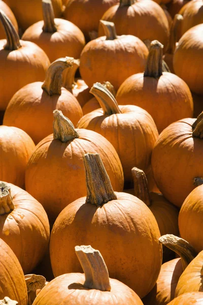 Fall harvest. — Stock Photo, Image
