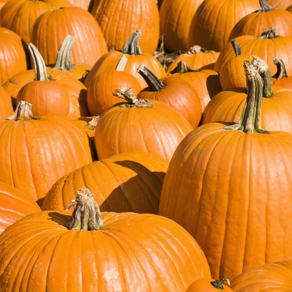 Pumpkins at market. — Stock Photo, Image