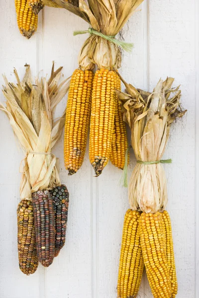 Fall corn decorations. — Stock Photo, Image