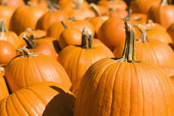 Group of pumpkins. — Stock Photo, Image