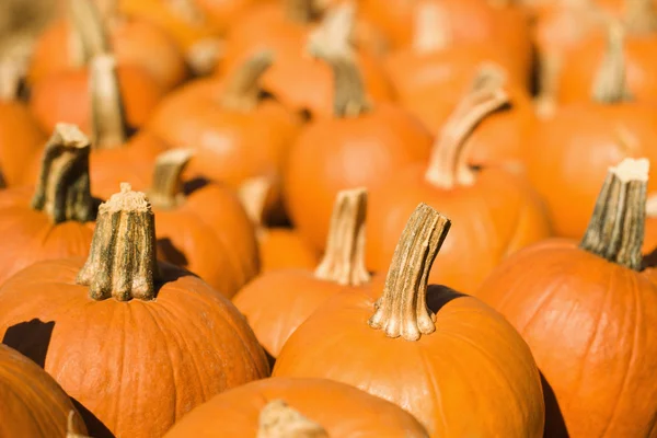 Pumpkins at market. — Stock Photo, Image