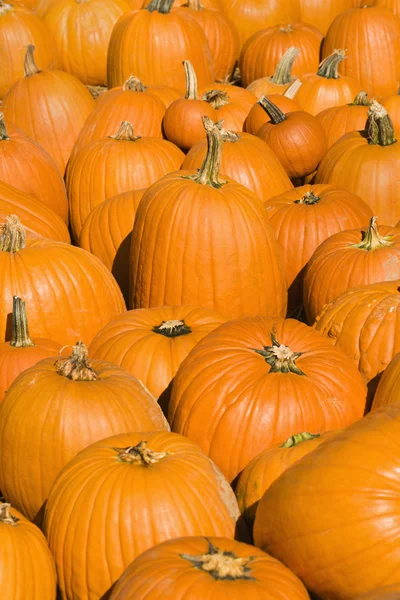 Fall pumpkins. — Stock Photo, Image