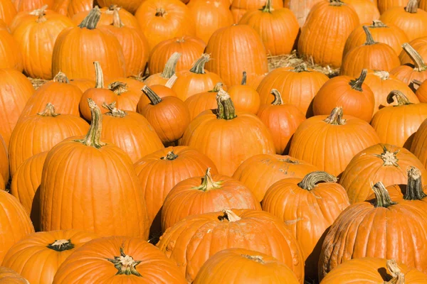Autumn pumpkins. — Stock Photo, Image