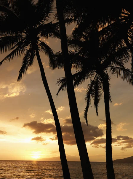 Palmbomen bij zonsondergang — Stockfoto