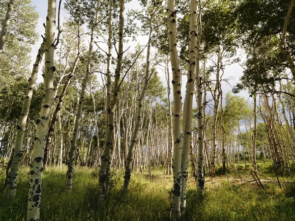 Floresta Árvore de Aspen . Imagem De Stock