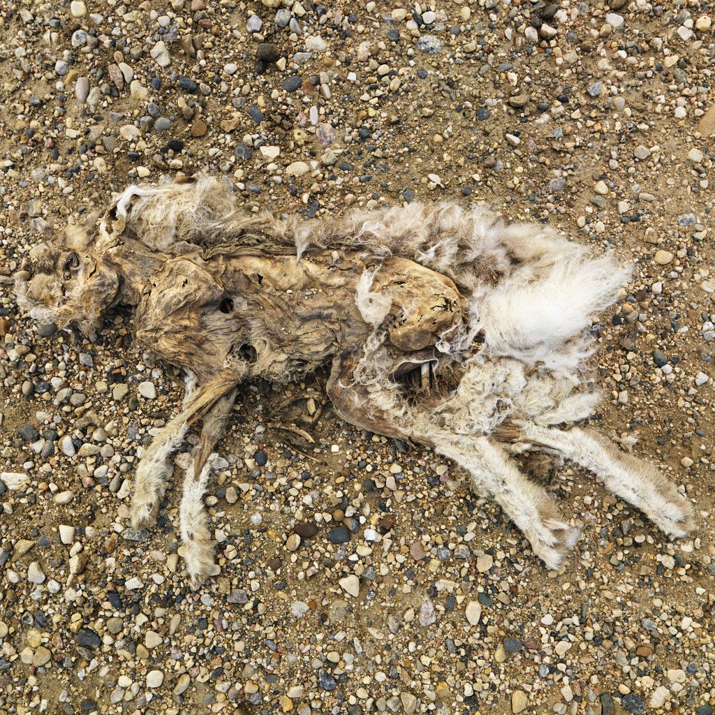 Decomposed rabbit. — Stock Photo © iofoto #9304970