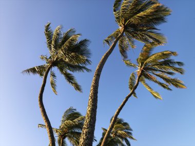 Palm trees blowing in wind. clipart