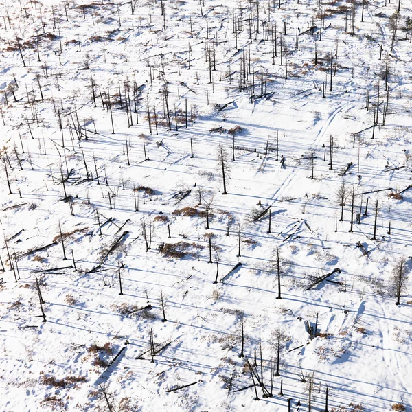 Árboles muertos en el suelo nevado — Foto de Stock