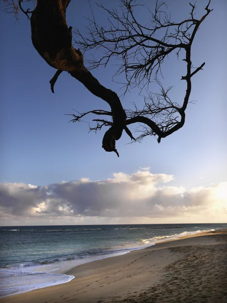 Maui hawaii strand mit zweig — Stockfoto
