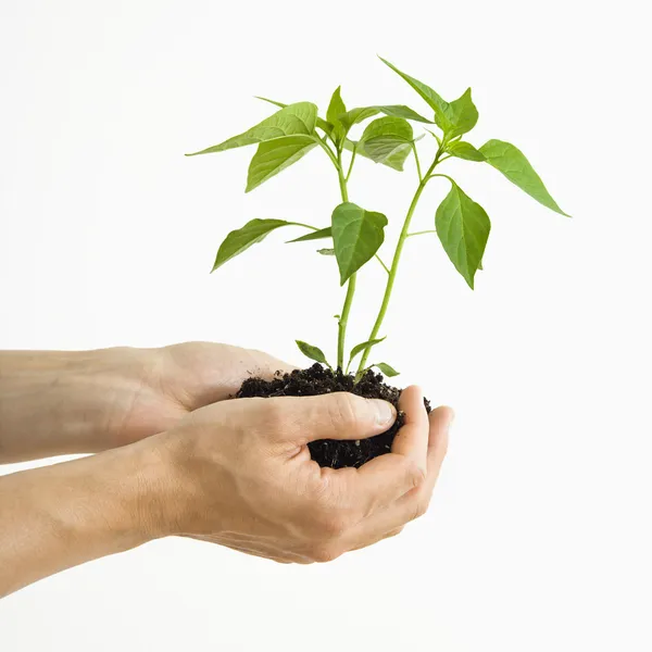 Hands holding plant. — Stock Photo, Image