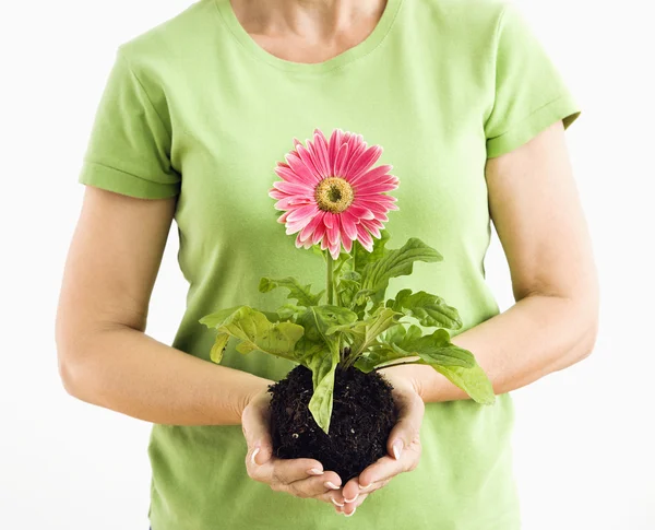 Woman holding gerber daisy. — Stock Photo, Image