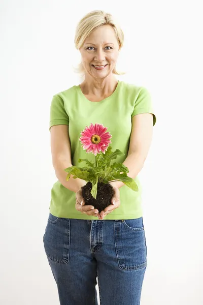 Woman holding gerber daisy. — Stock Photo, Image