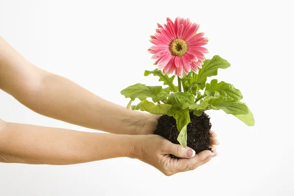 Hand holding gerber daisy. — Stock Photo, Image