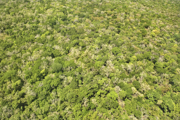 Aerial of dense forest with greenery.