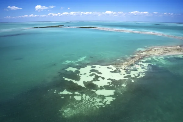 stock image Everglades.