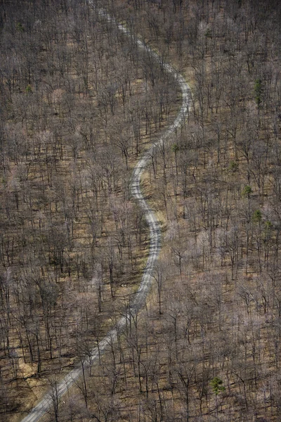 Obszarów wiejskich dróg leśnych. — Zdjęcie stockowe