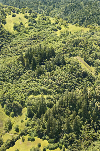 Aerial of lush mountainous landscape with trees.