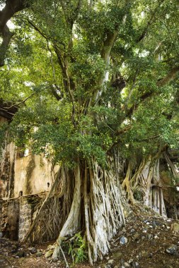 Banyan tree Maui.