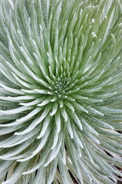 Silversword plant at Haleakala. clipart