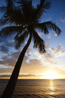 Maui sunset with palm tree. clipart
