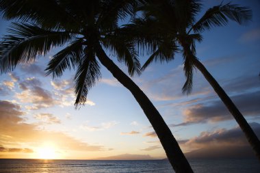 palmiye ağaçları ile Maui günbatımı.