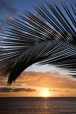 Maui sunset with palm tree.