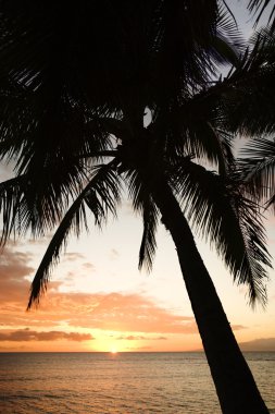 gün batımında Maui Ocean palm.