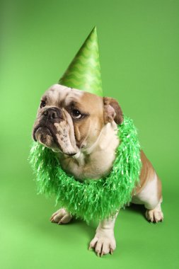 English Bulldog in party hat. clipart